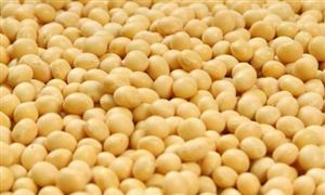 大豆價格最新行情 未來10年?大豆播種面積預(yù)計穩(wěn)定在1.4億畝左右?